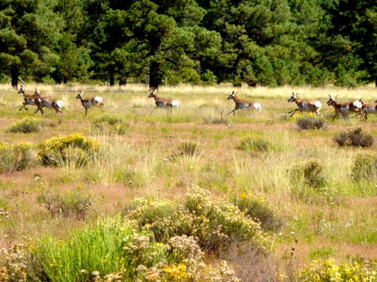 Antelope | Wildlife |  Discover Flagstaff AZ | Hiking | Outdoors