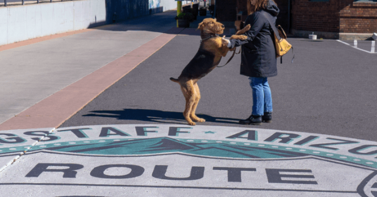 Flagstaff DogFriendly Places & Activities Discover Flagstaff