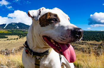 Dog Peaks