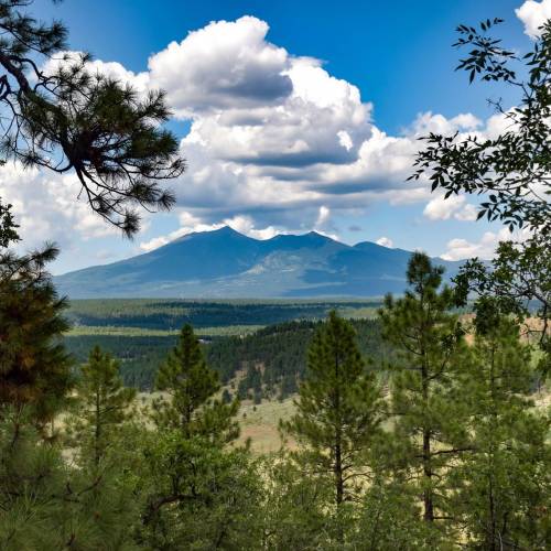 Ponderosa pines framing the San Fransisco Peaks with white fluffy clouds in a blue sky