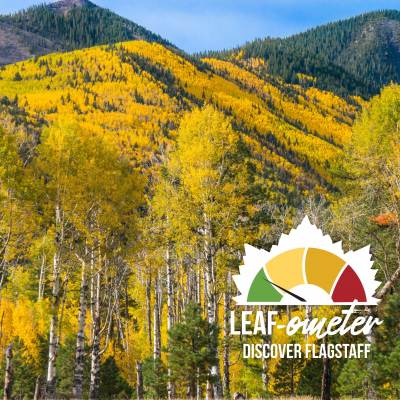 yellow leaves cover the trees in fall at Lockett Meadow, Flagstaff, Arizona