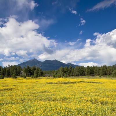 A meadow of yellow wildflowers on a sunny, partly cloudy day. There are pine trees and a mountain in the distance