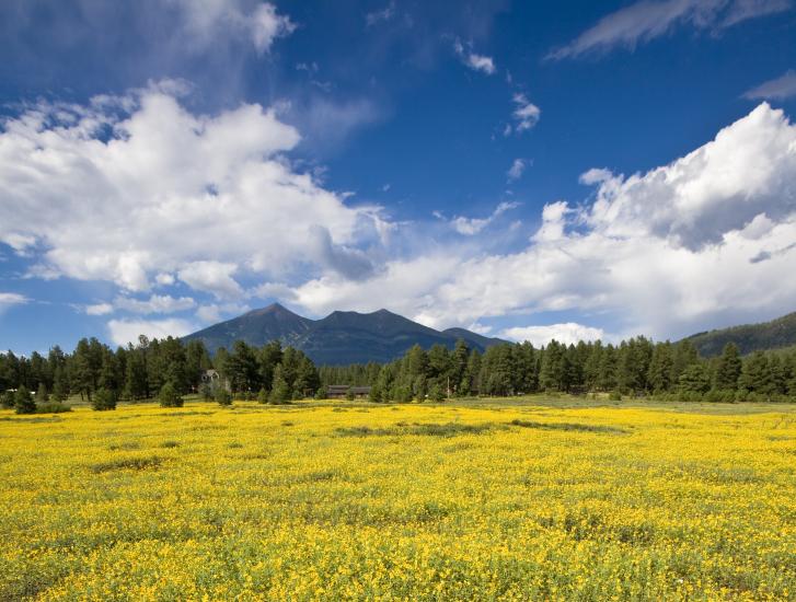 A meadow of yellow wildflowers on a sunny, partly cloudy day. There are pine trees and a mountain in the distance