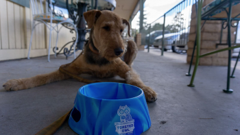 A dog sitting behind a bowl of water at the patio of the Toasted Owl.