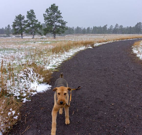 Flagstaff DogFriendly Places & Activities Discover Flagstaff